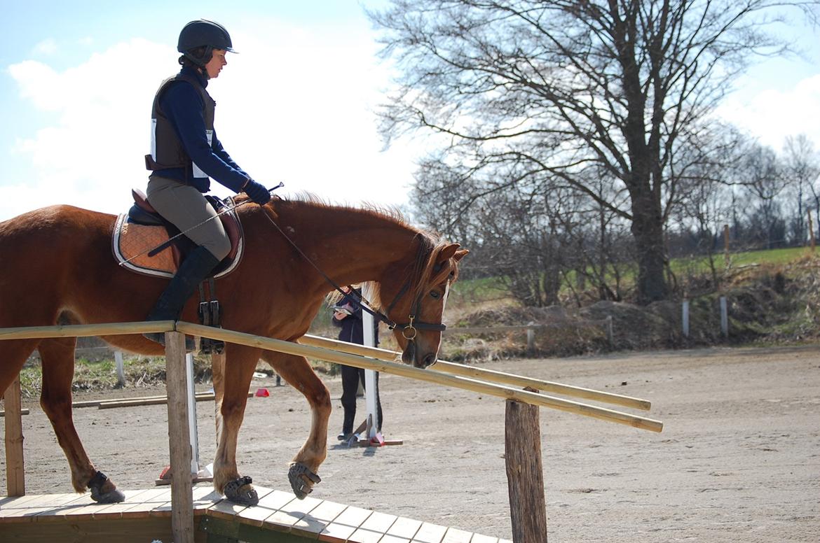 Anden særlig race Findus - Findus på vej ned af en bro til TREC i vinter/tidligt forår pels - Foto: Mig billede 16