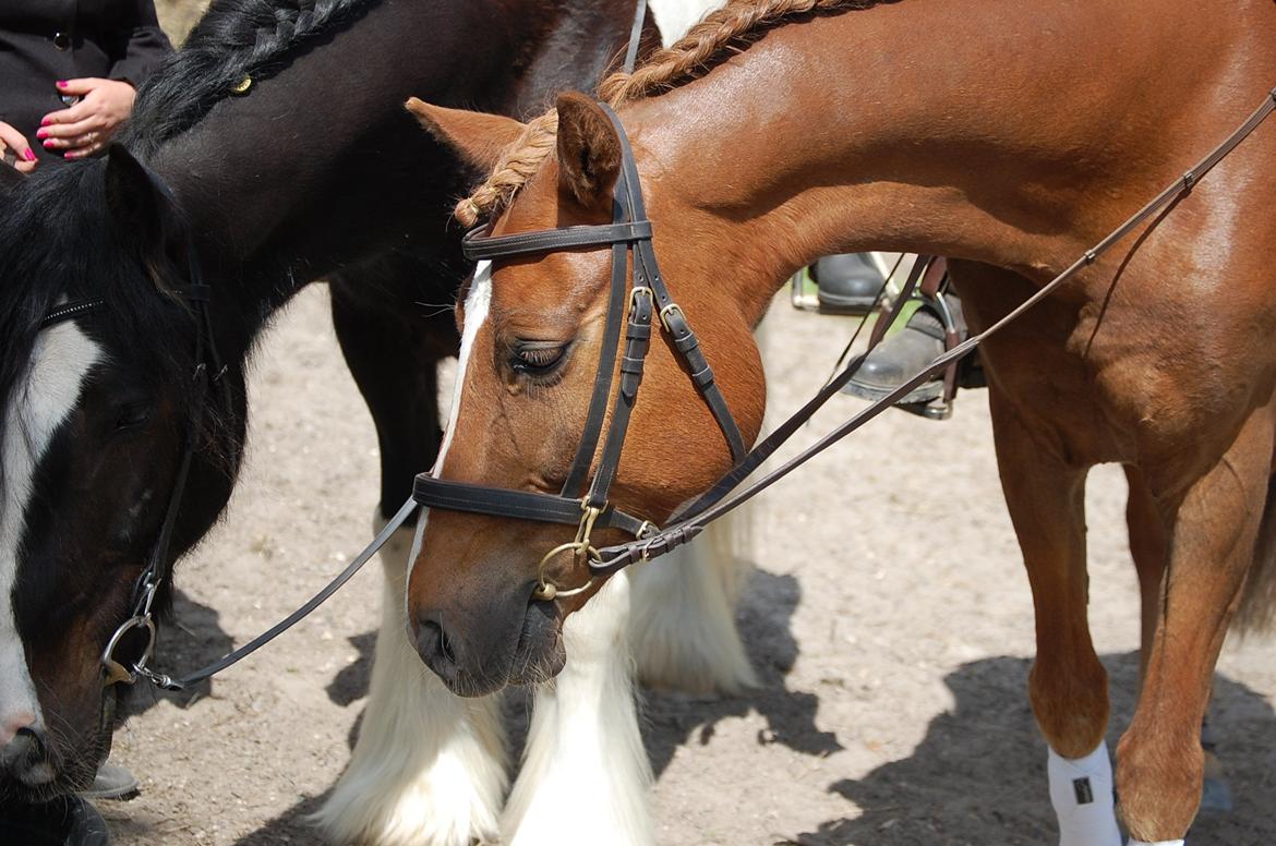 Anden særlig race Findus - Efter stævne, hvor Findus og Cachu (brogede hest) skal undersøge noget spændene - Foto: Min mor billede 17