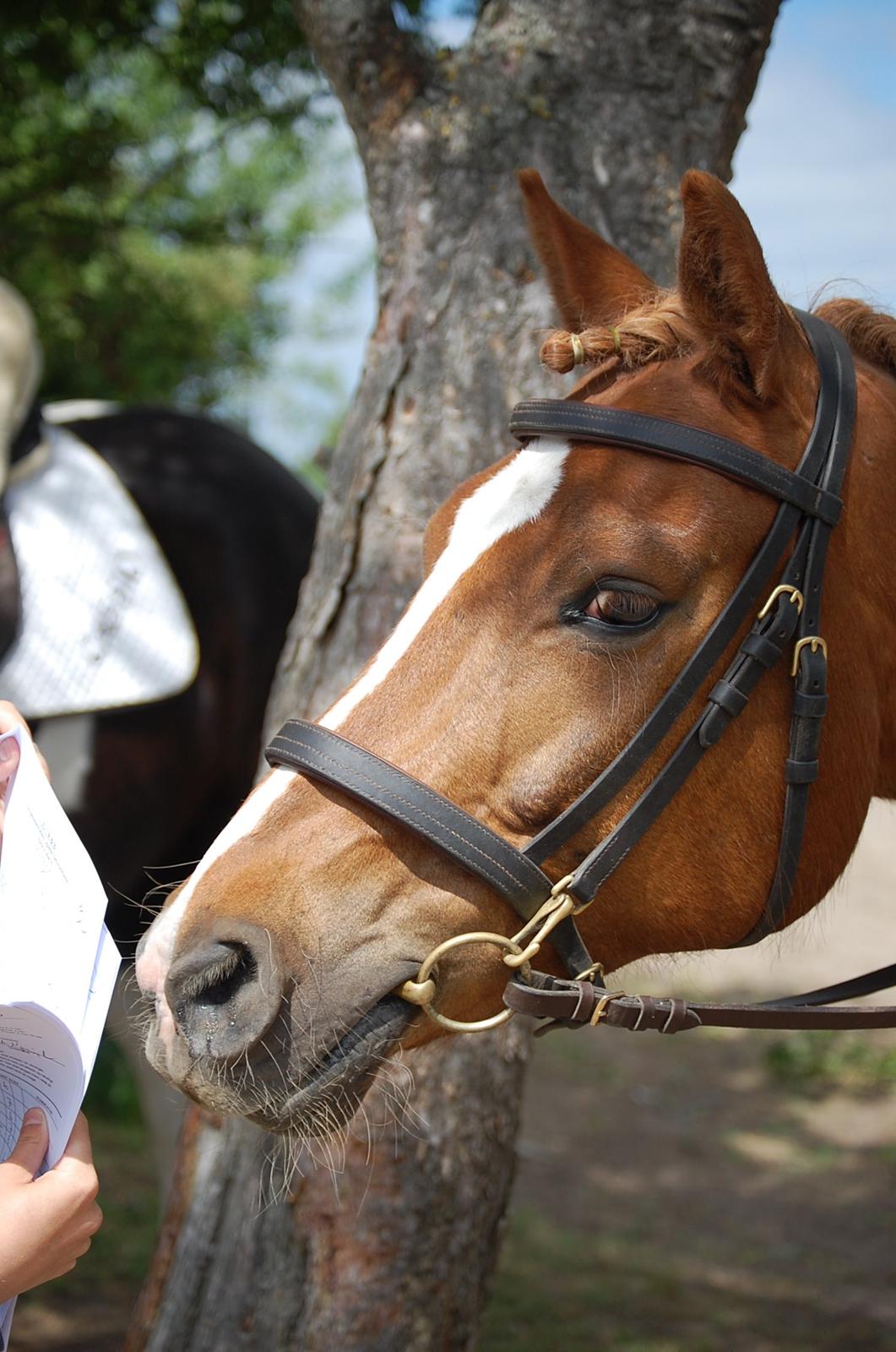 Anden særlig race Findus - Findus skal lige tjekke sin kritik efter stævnet :D - Foto: Mig billede 18