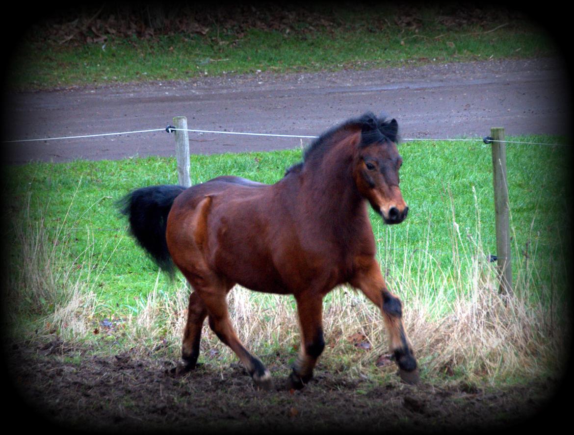 Dartmoor Hr. Karlsson billede 16