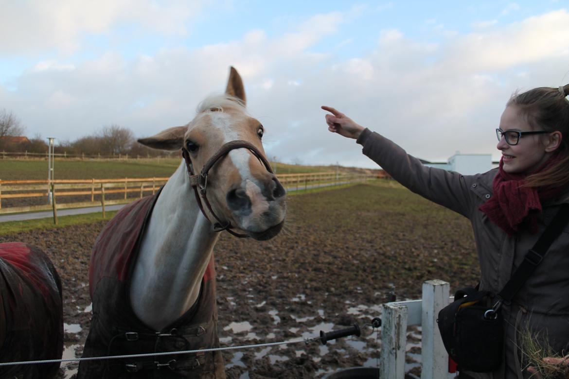 Palomino Rudolph's Cheyenne - Ryste :D billede 2