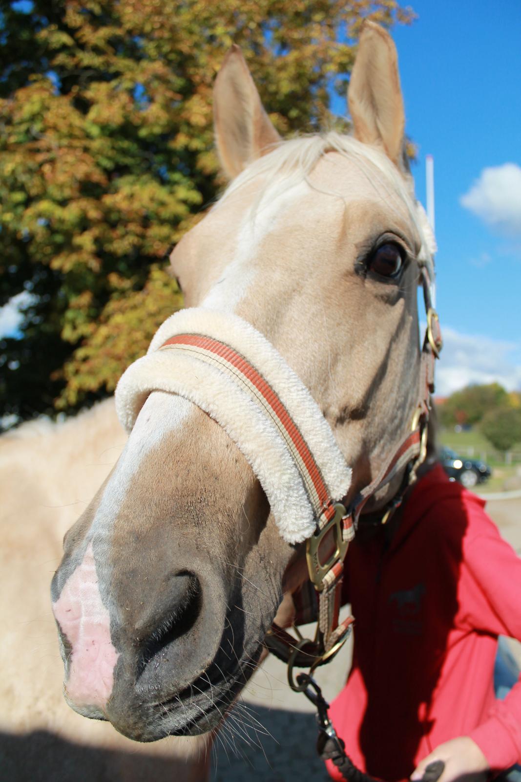 Palomino Rudolph's Cheyenne - Velkommen! - Fotogen, det er hun :) billede 1