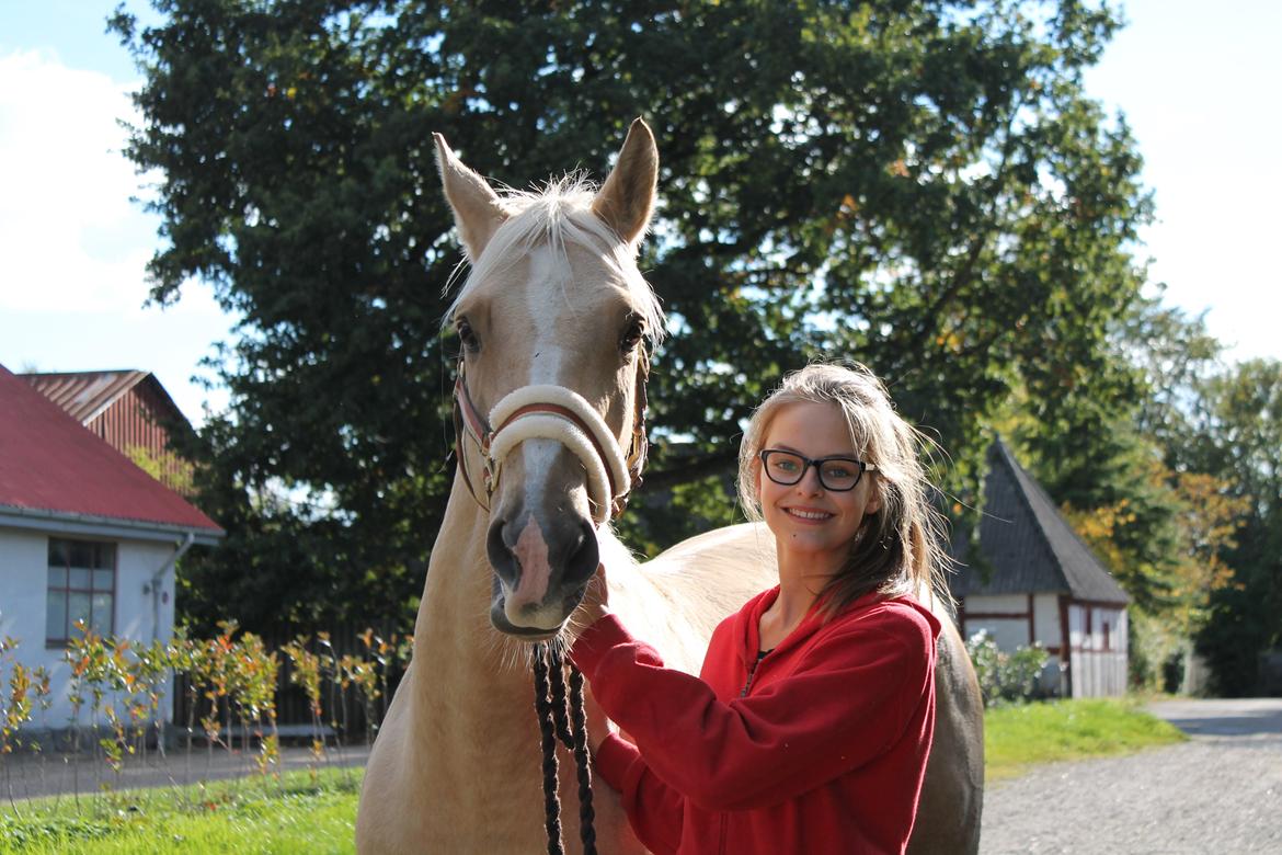 Palomino Rudolph's Cheyenne - Også fra vores første dag :) billede 4