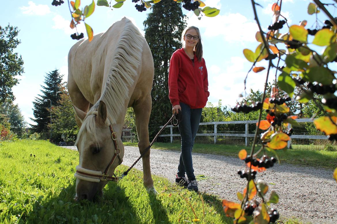 Palomino Rudolph's Cheyenne billede 7