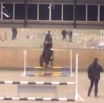 Hollandsk Sportspony Pablo - Dårlig kvalitet, er taget ud fra en video:) billede 4