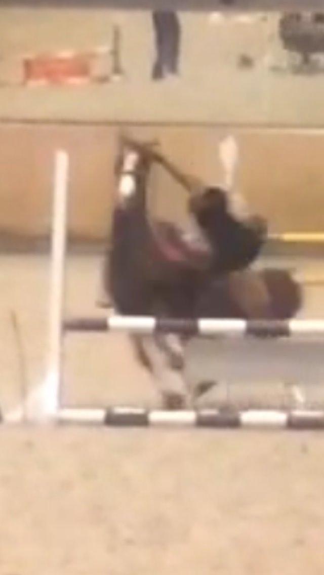 Hollandsk Sportspony Pablo - Rigtig dårlig kvalitet, da jeg hapsede det fra en video. Pablo sys vidst lige det var min tur til at mærke sandet, haha:) billede 5