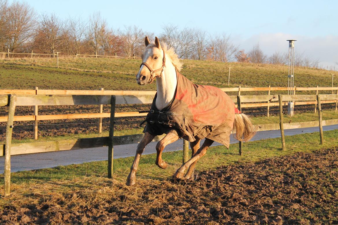 Palomino Rudolph's Cheyenne - Fart over feltet :) billede 3