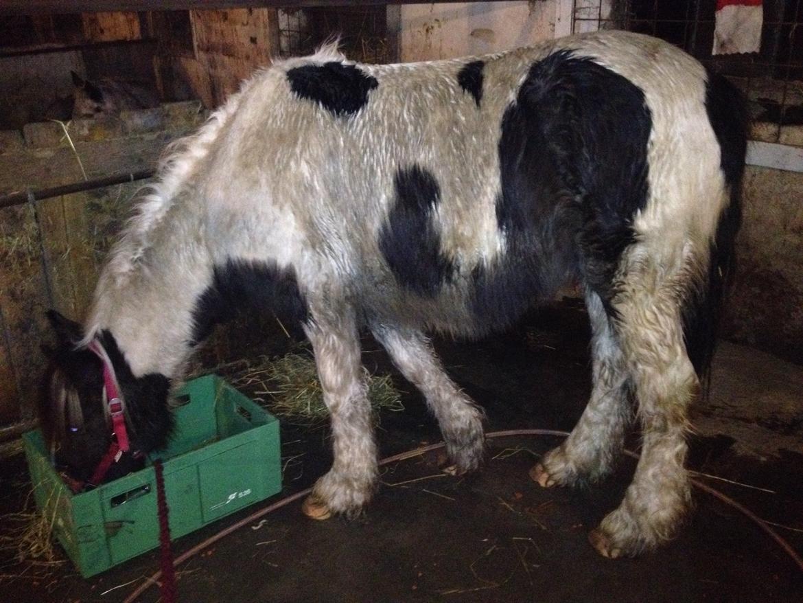 Tinker Dyffes ingolf billede 7