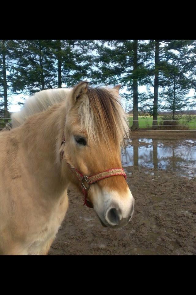 Fjordhest Basse - Baby-pony <3  billede 8