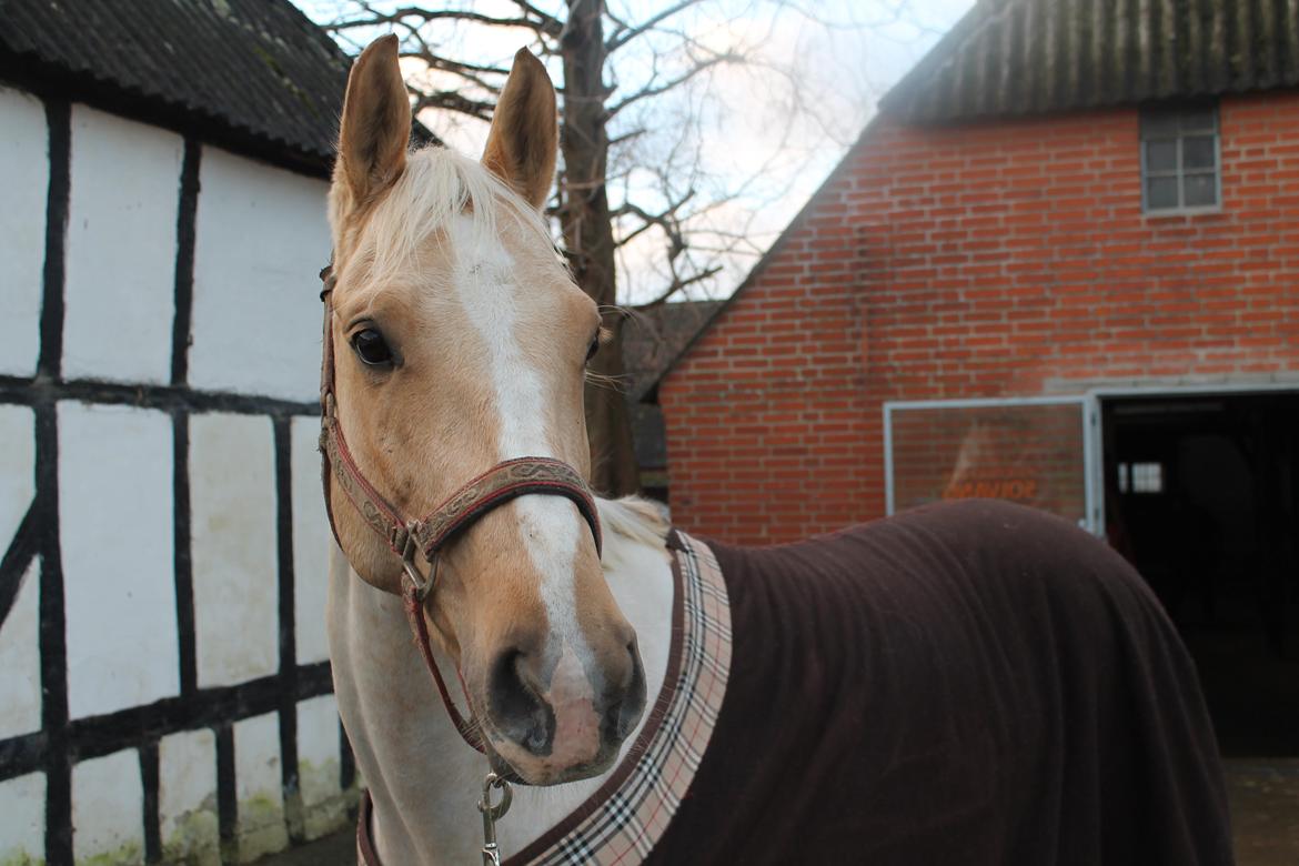 Palomino Rudolph's Cheyenne billede 5