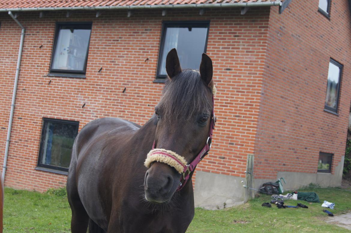 Anden særlig race Ibrahim - Velkommen til Ibrahims profil :-D billede 2