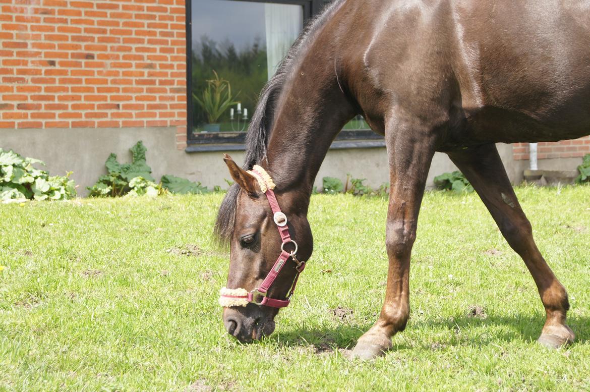 Anden særlig race Ibrahim - Ibsen nyder græsset på Venø :-D billede 24