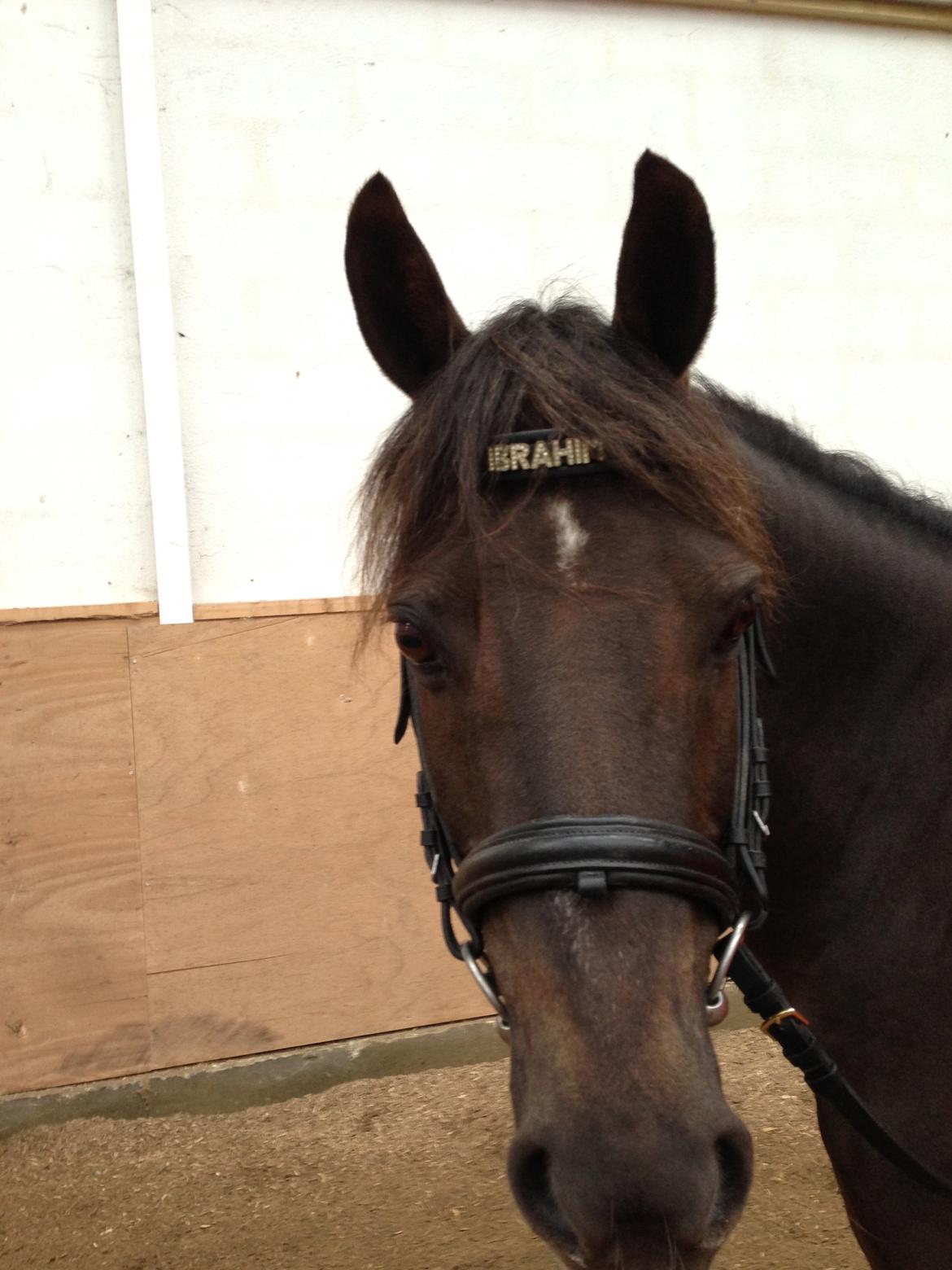 Anden særlig race Ibrahim - Søde Ib til dressurtræning :) billede 11