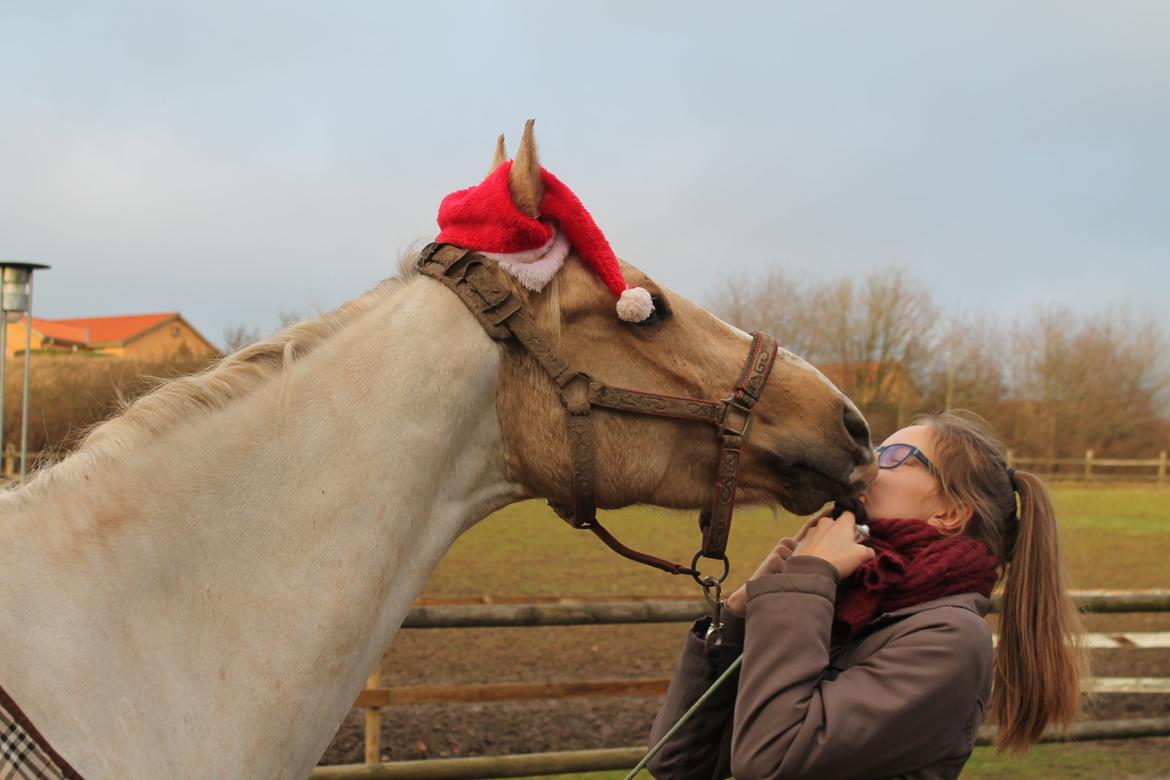 Palomino Rudolph's Cheyenne billede 8