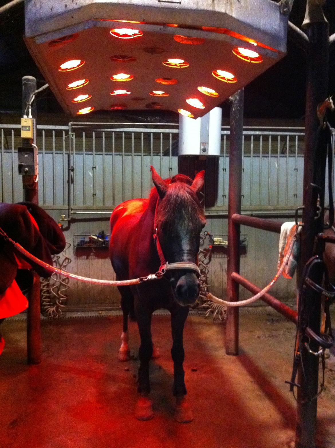 Anden særlig race Ibrahim - Ib nyder solarium efter springtræning!!:-):-) billede 18