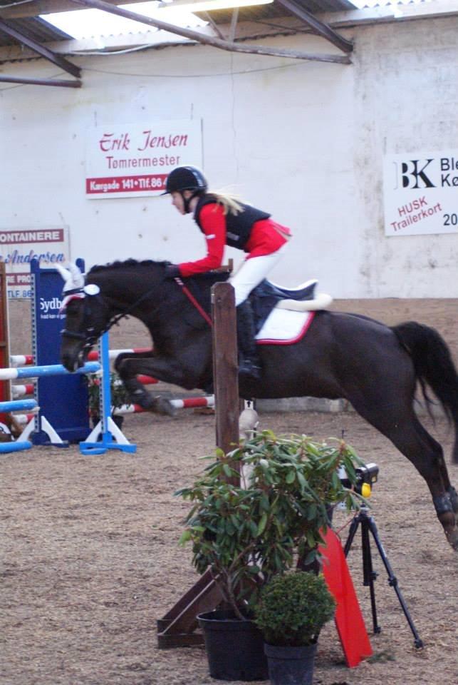 Anden særlig race Ibrahim - U-LA1* <3 billede 9