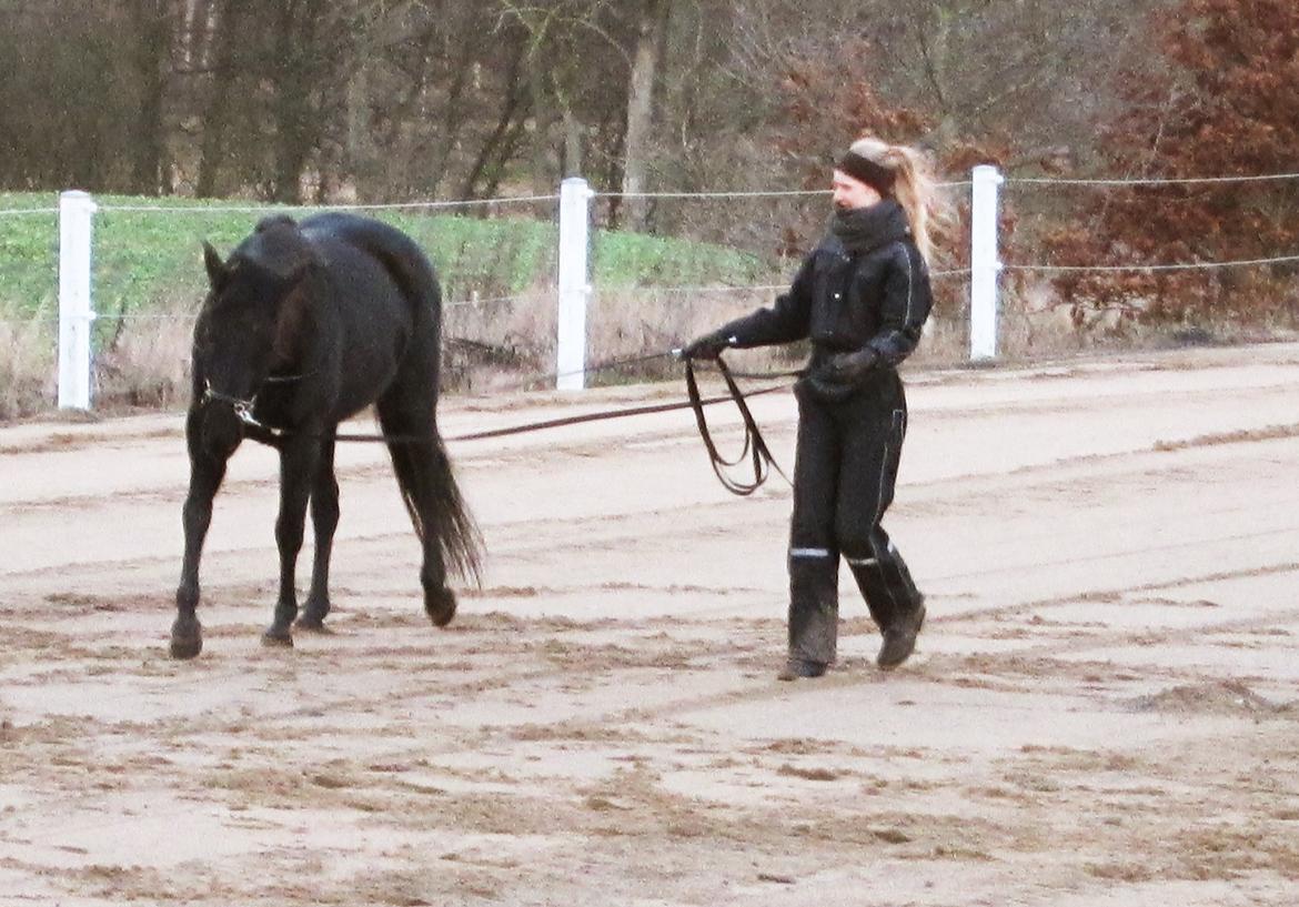 Anden særlig race Ayla (Tidl. hest) billede 6