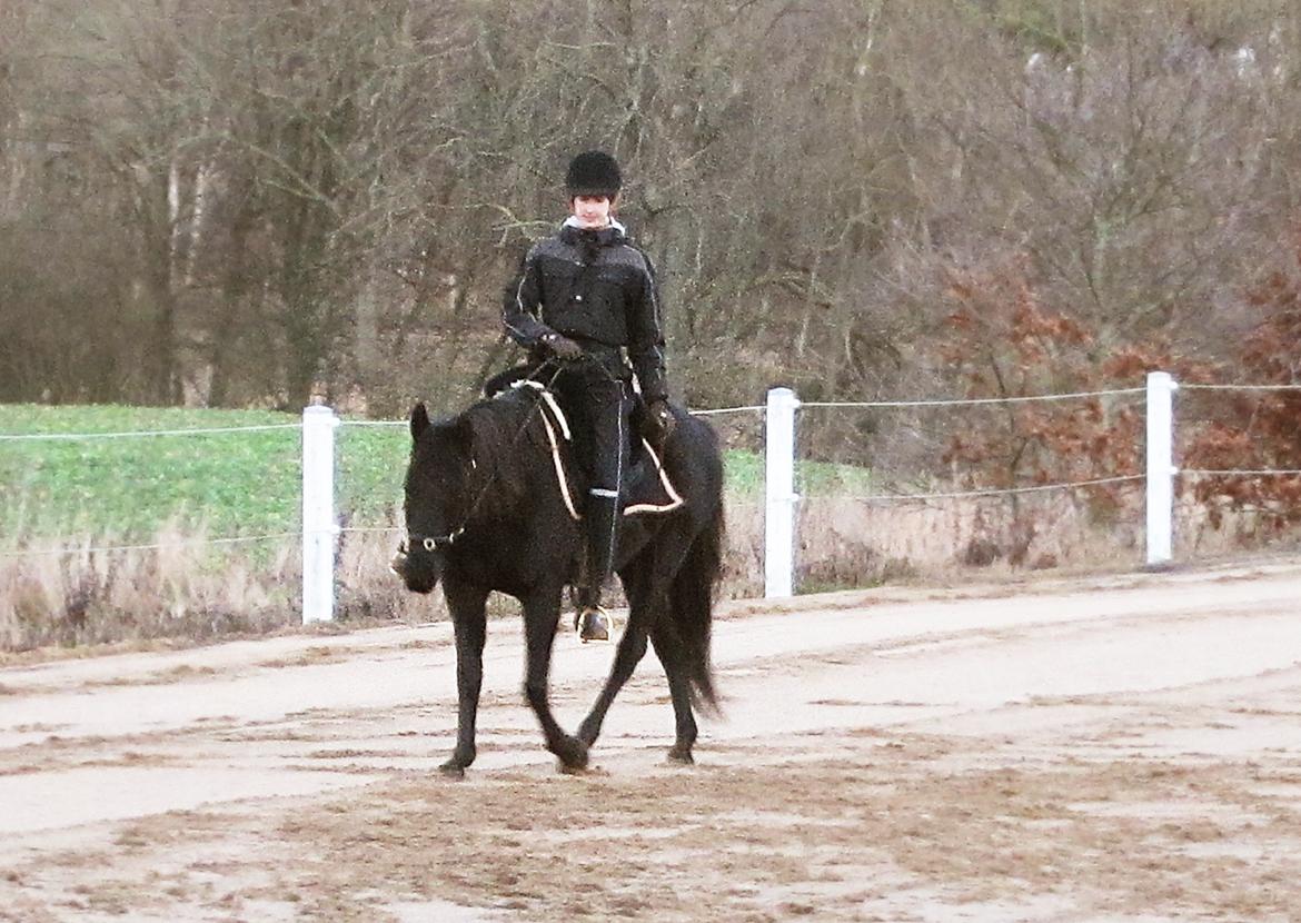 Anden særlig race Ayla (Tidl. hest) billede 4