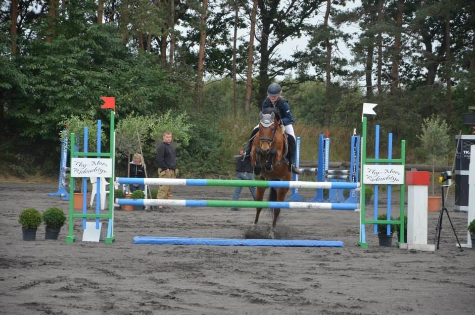 New Forest Skoglys Manifique - Kallehavegård rideklub knap så godt stævne billede 28