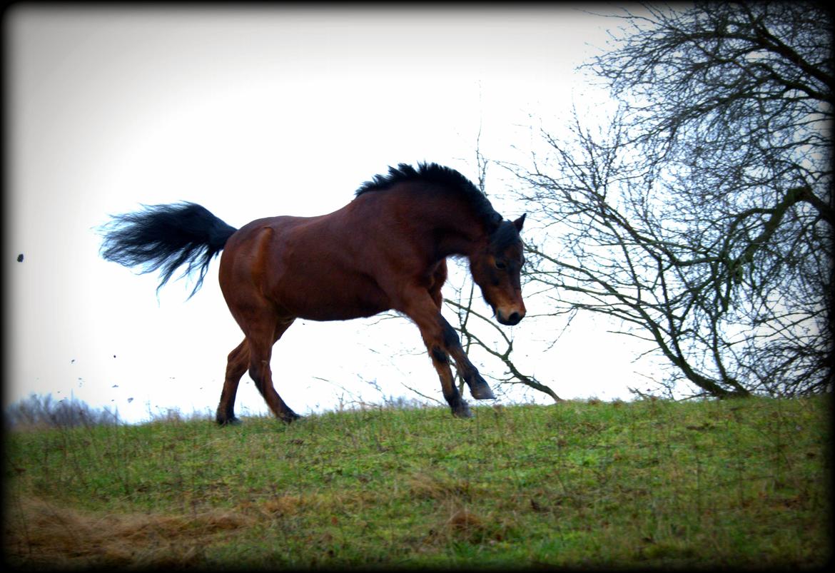 Dartmoor Hr. Karlsson billede 17