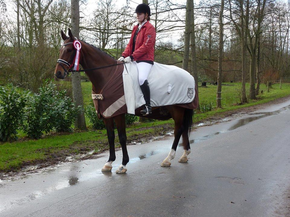 Dansk Varmblod Cato billede 20