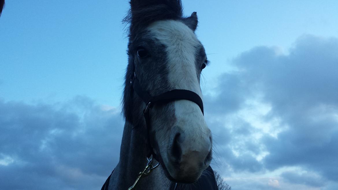 Anden særlig race Kroghsgaards Mira - Velkommen til Miras profil
Billederne bliver opdateret eftersom hun bliver ældre billede 1