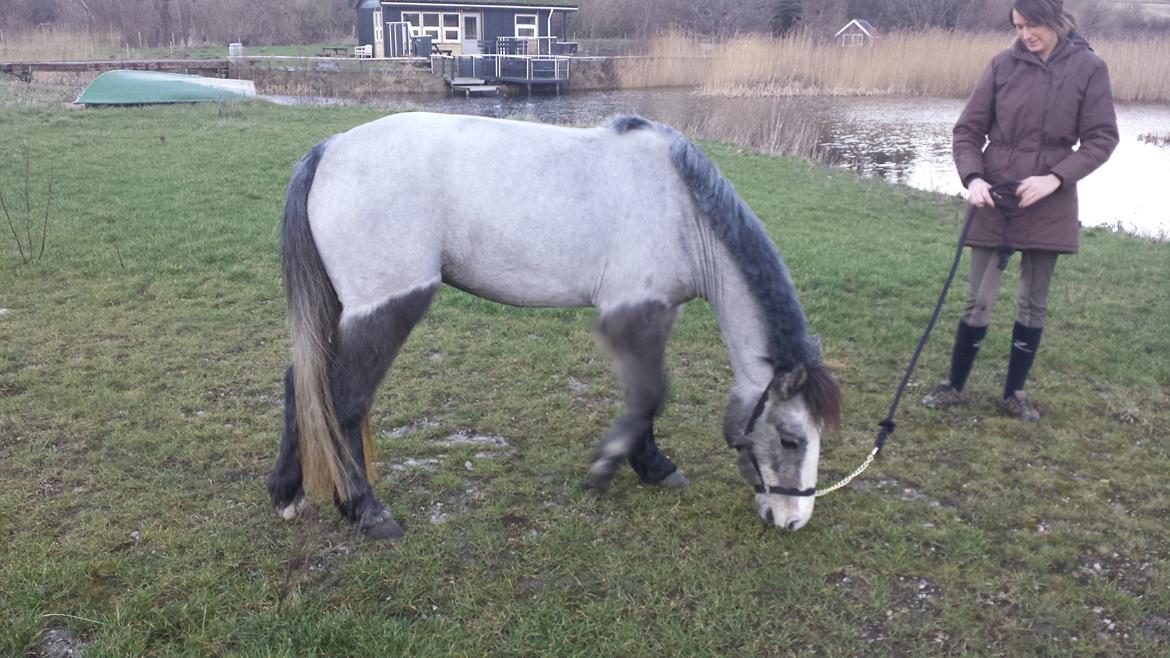 Anden særlig race Kroghsgaards Mira billede 4