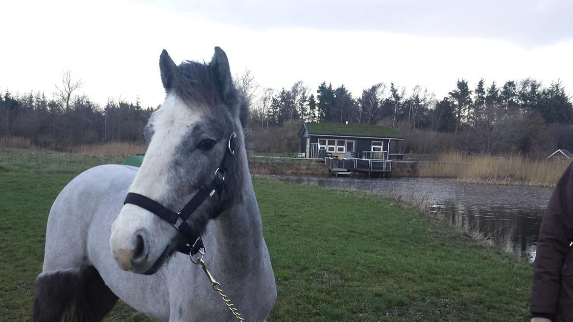 Anden særlig race Kroghsgaards Mira billede 9