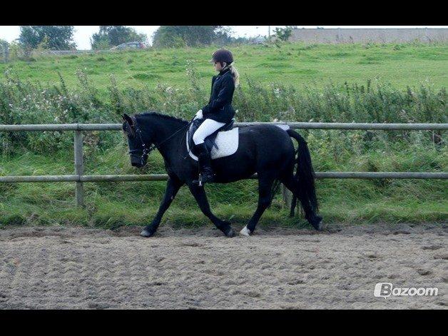 Anden særlig race Kroghsgaards Mira - Miras mor Julle billede 10