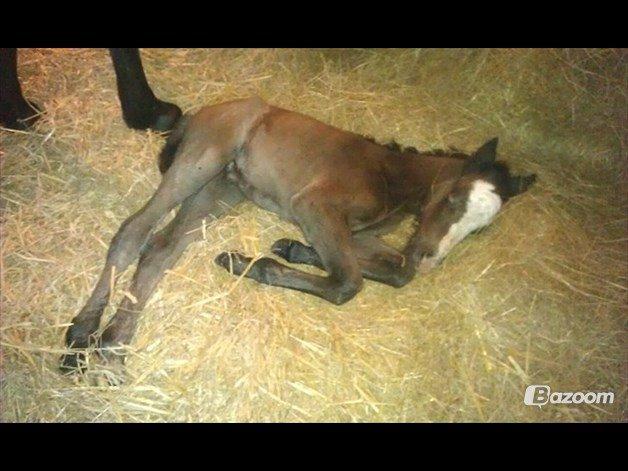 Anden særlig race Kroghsgaards Mira - Få dage gammel billede 11