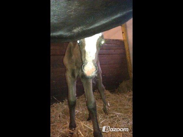 Anden særlig race Kroghsgaards Mira billede 12