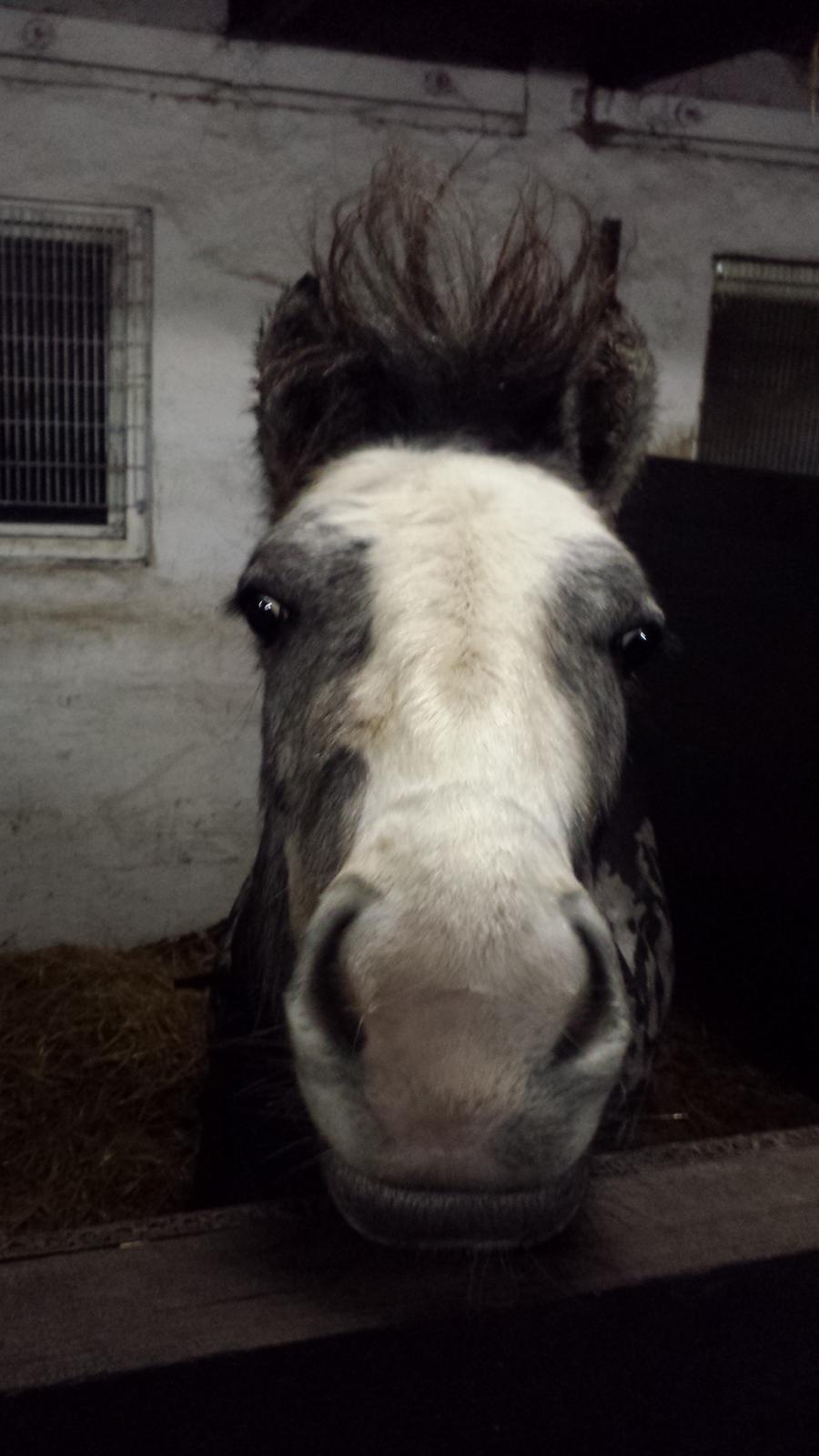 Anden særlig race Kroghsgaards Mira billede 13