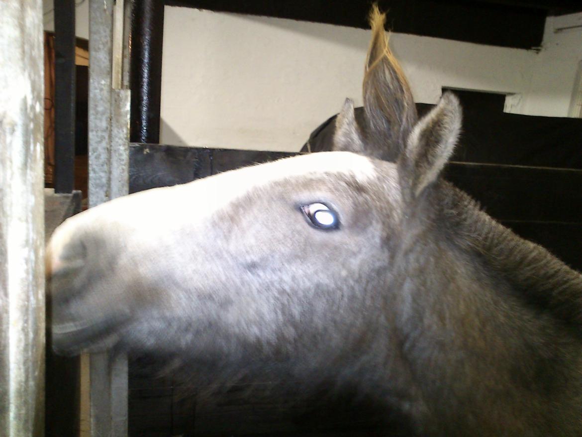 Anden særlig race Kroghsgaards Mira billede 14