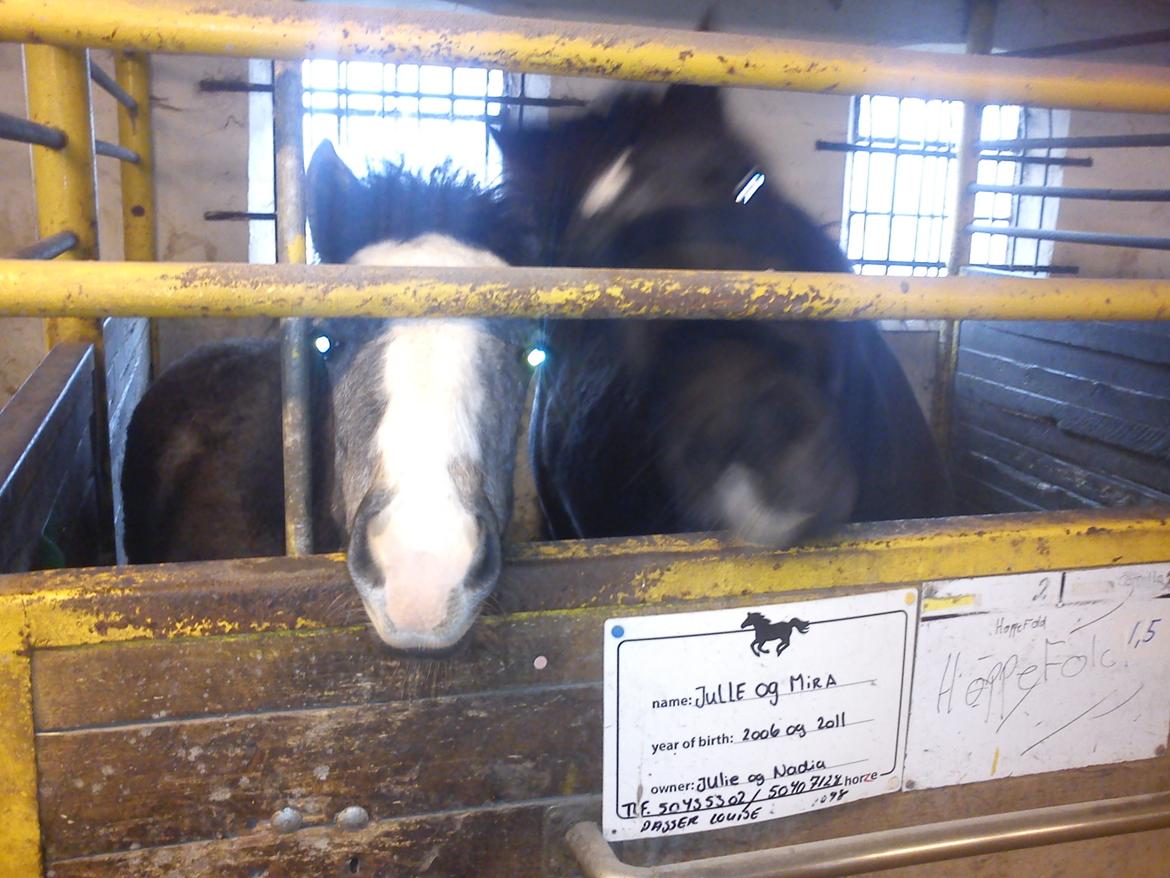 Anden særlig race Kroghsgaards Mira - 6 mdr gammel billede 15