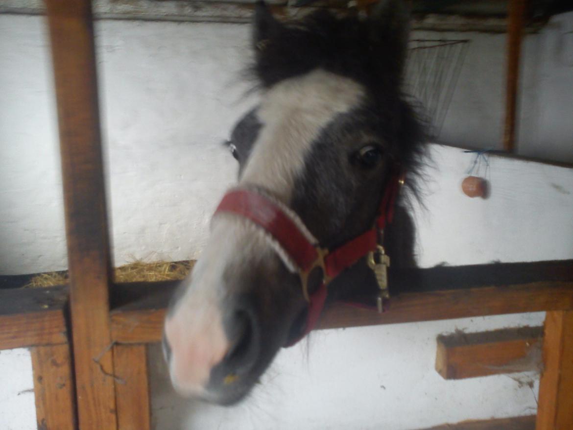 Anden særlig race Kroghsgaards Mira - Da jeg lige havde fået hende billede 16