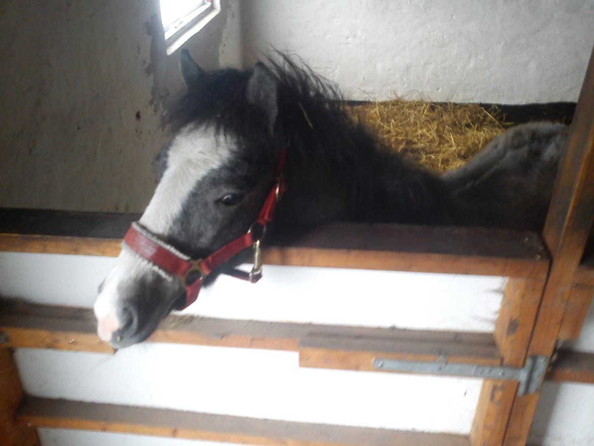 Anden særlig race Kroghsgaards Mira - 9mdr gammel lige ankommet billede 17