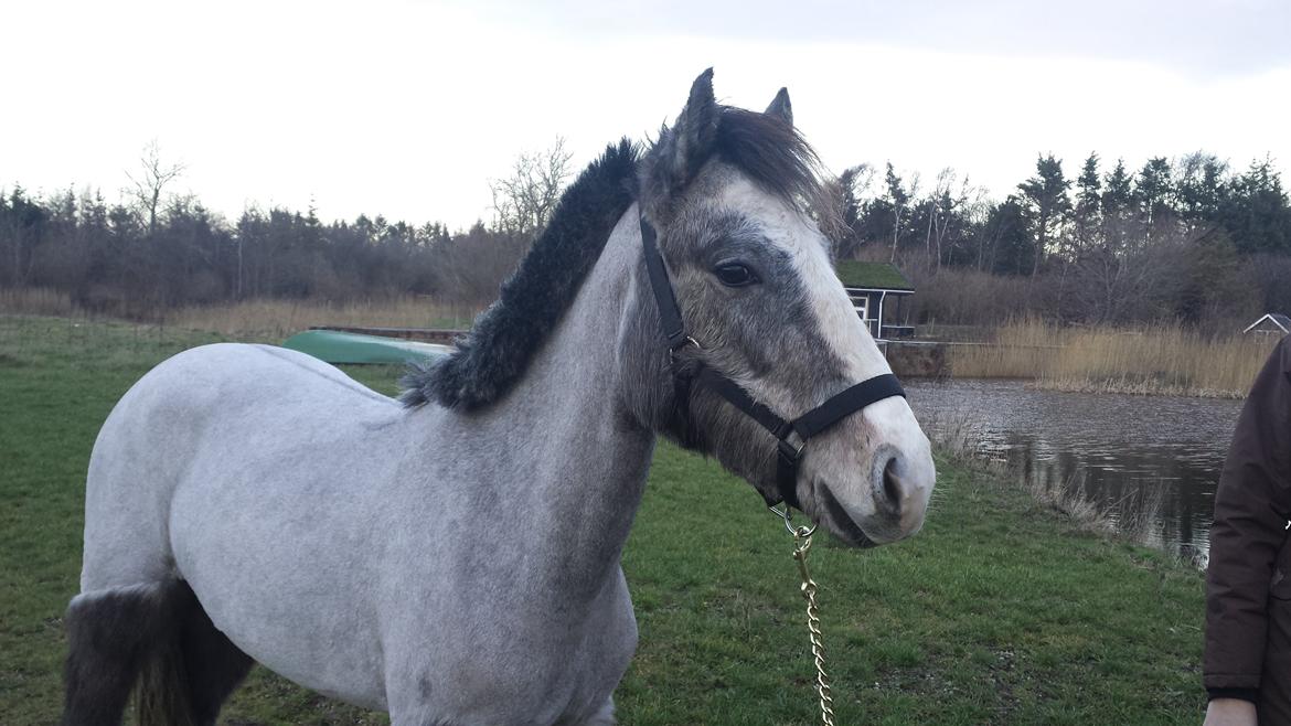 Anden særlig race Kroghsgaards Mira billede 19