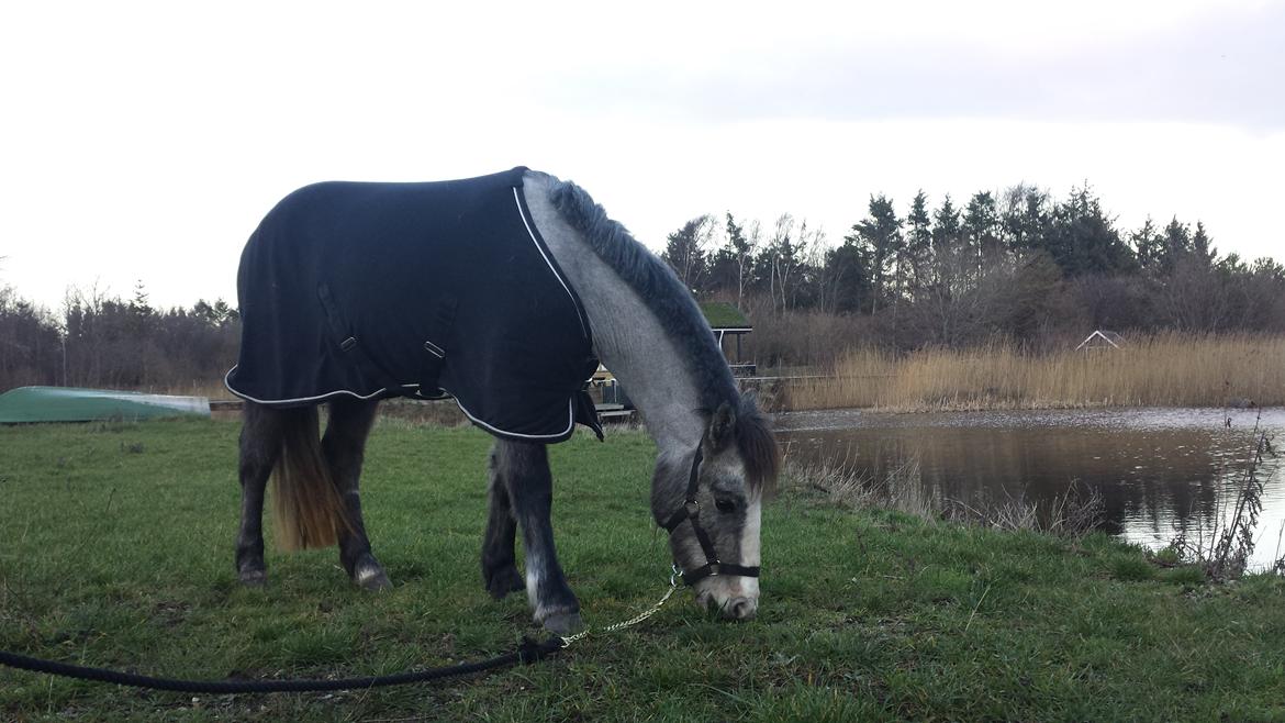 Anden særlig race Kroghsgaards Mira billede 20