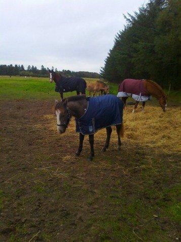 Anden særlig race Kroghsgaards Mira - Lidt over et år gammel billede 21