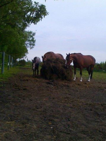 Anden særlig race Kroghsgaards Mira - omkring 1 år og 7 mdr gammel billede 22
