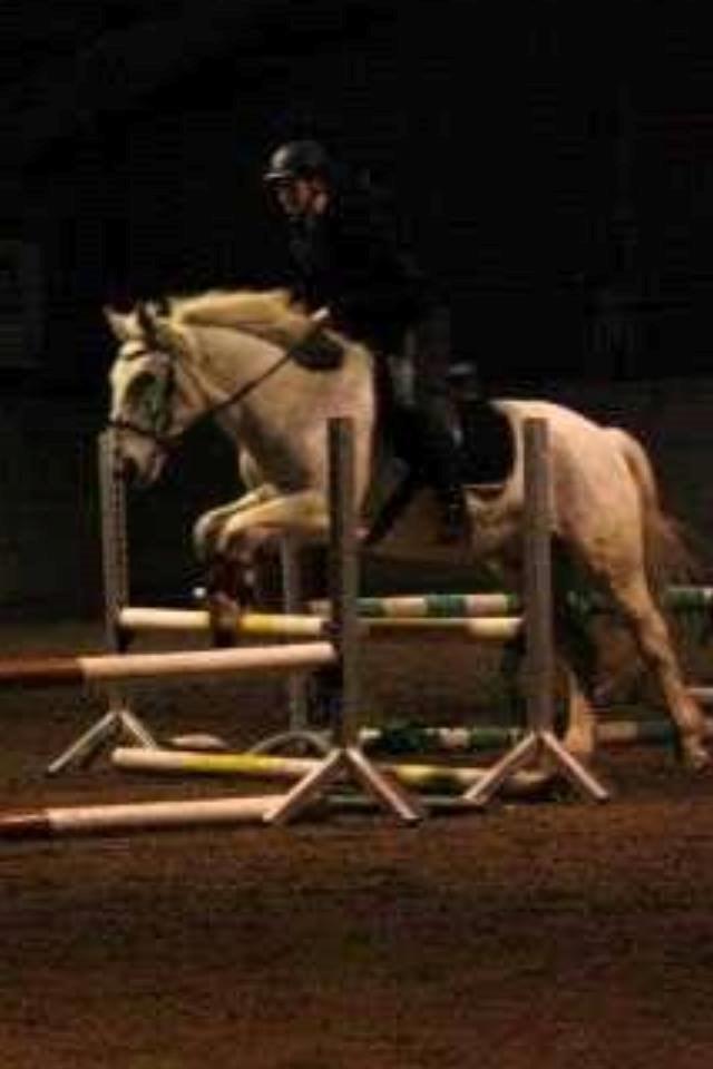 Irsk Sportshest Canasta - 70 cm på ham den gamle <3 billede 16