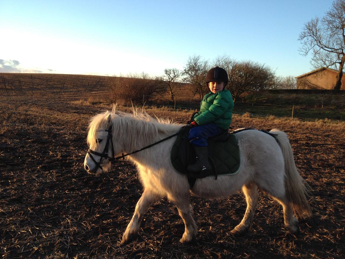 Anden særlig race Dollargirl´s Lucky *R.i.p* - D. 12/1-14 Tobias og Lucky. billede 20