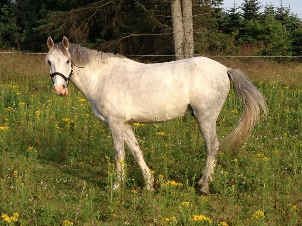 Welsh Pony (sec B) Foxy - Sommer billede. billede 1