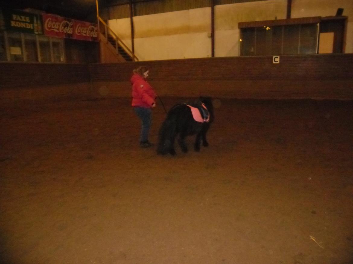 Shetlænder Bjerregaards Maja billede 1