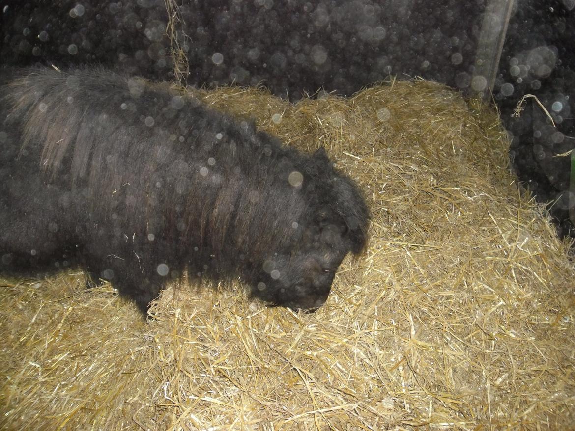 Shetlænder Bjerregaards Maja billede 2