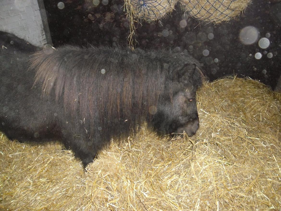 Shetlænder Bjerregaards Maja billede 3