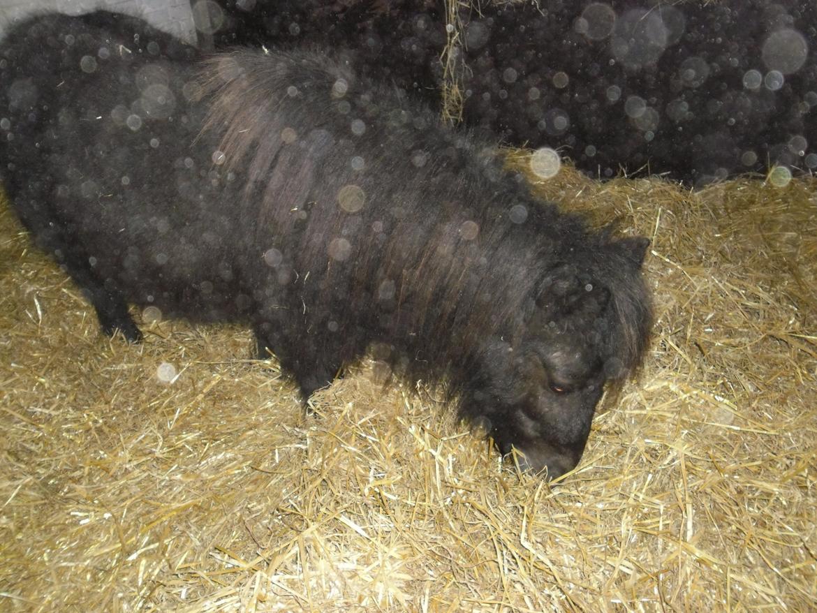 Shetlænder Bjerregaards Maja billede 4