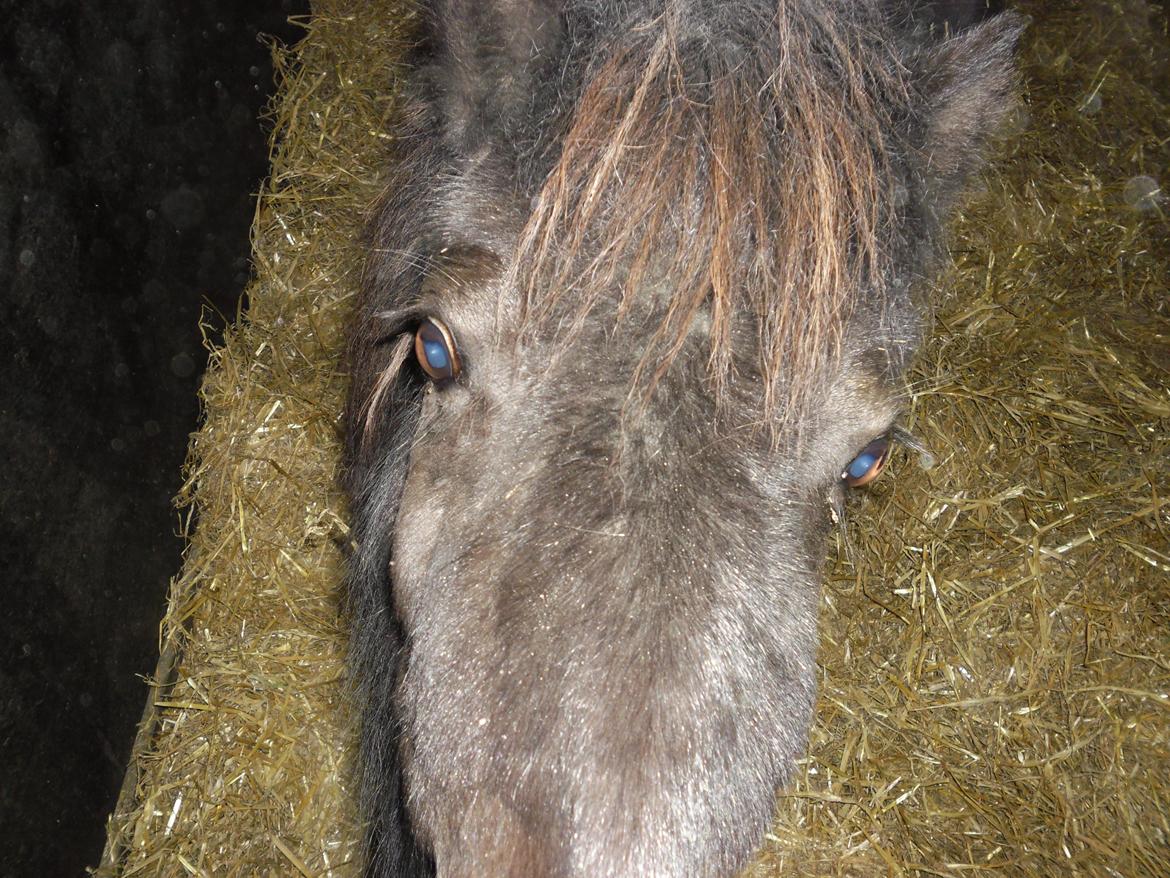 Shetlænder Bjerregaards Maja billede 6