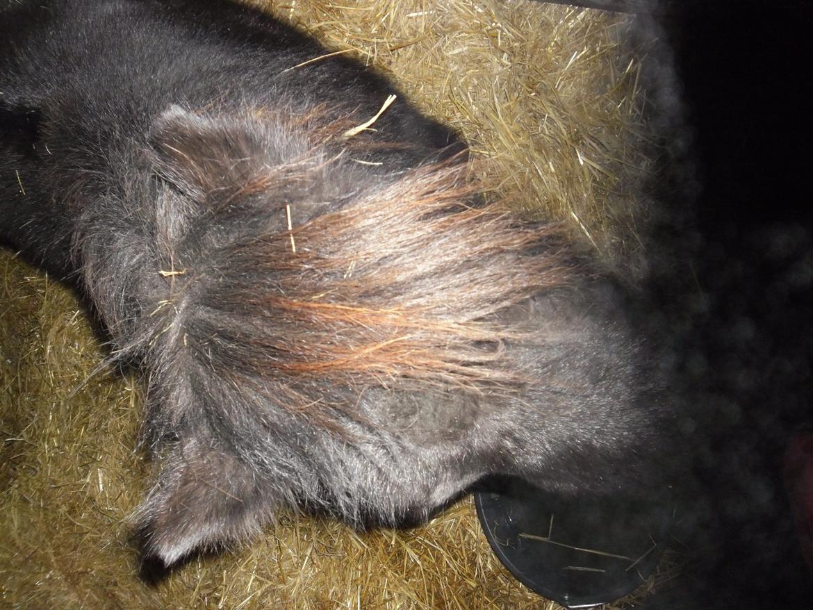 Shetlænder Bjerregaards Maja billede 5