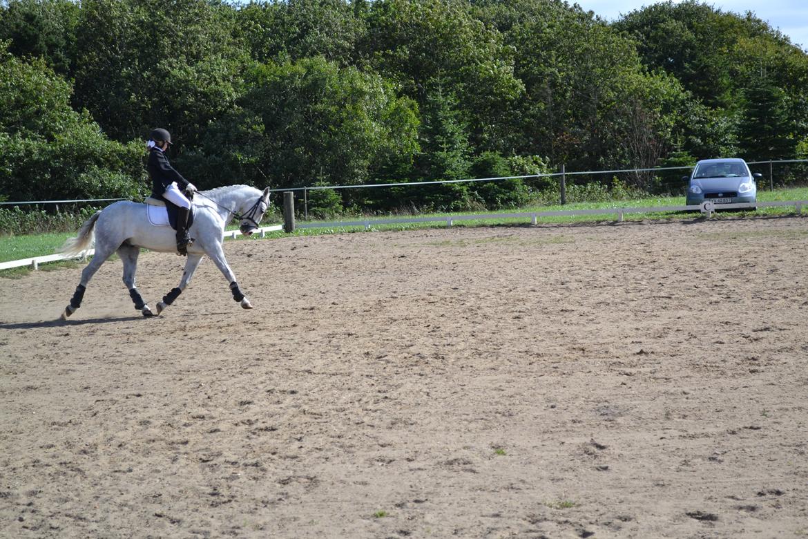 Welsh Pony (sec B) Foxy - Stævne på Hodsager happy horse. billede 3